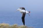 Um Wandering Albatross tenta aperfeiçoar sua técnica de voo em Prion Island, na Geórgia do Sul (foto de JP Salakari)